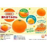 星のまんげきょう コンペイトウ入り | 卸売・ 問屋・仕入れの