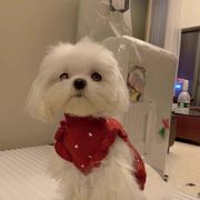 韓国　新作　 犬服　ペット 服　ペット　犬 服　猫服　ペット用品　ネコ雑貨　犬 ベッド　クリスマス